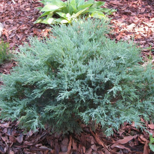 ���� ������������ ���������� ��� ������� (1 ������� � ������ 15-20 ��). Belgium Plants Van. (�������), ������ �� 784 ���