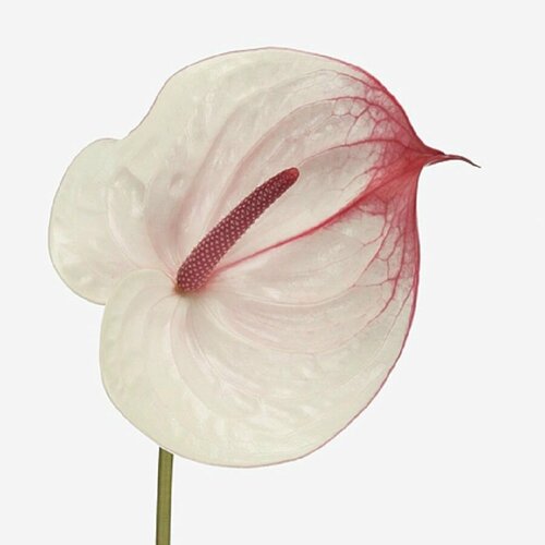 ���� �������� ������, Anthurium Cumbia, ������, ������ �� 433 ���