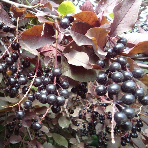 ���� ������� �������� ������������ ���������� ( 3-4 ���� , �7,5 , 125-150 �� ), ������ �� 1597 ���