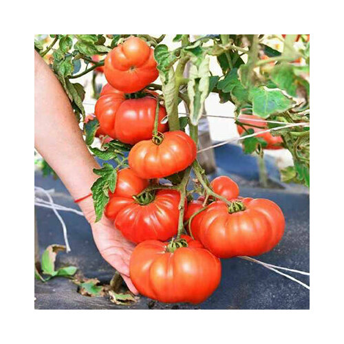 ���� ������ ������� ��������� �������� F1 (8 ��.), ������ �� 272 ���