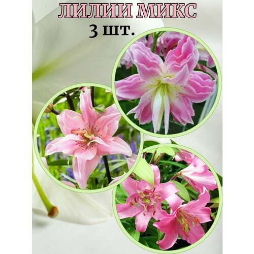 ���� ����� ����, 3 �����, ������ �� 430 ���