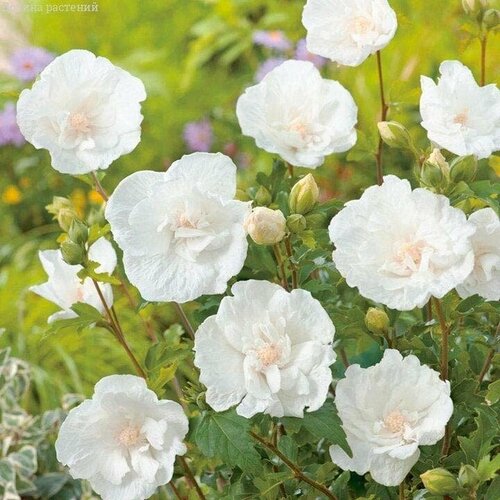 ���� �������� ��������� ���� ������ (1 ������� � ������ 15-20 ��). Szkolka roslin A.M (������), ������ �� 1120 ���