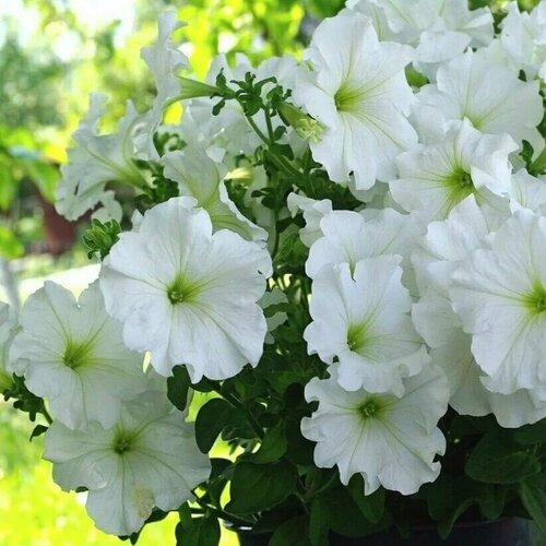 ���� ������� �������������� F1 ��������, �������������� ������ ��� ���� ������������ ����� ������ ������� ���������� ������, 30 �����, ������ �� 282 ���