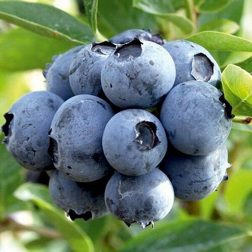 ���� �������� ��� ������� ��������, ������ �� 1199 ���