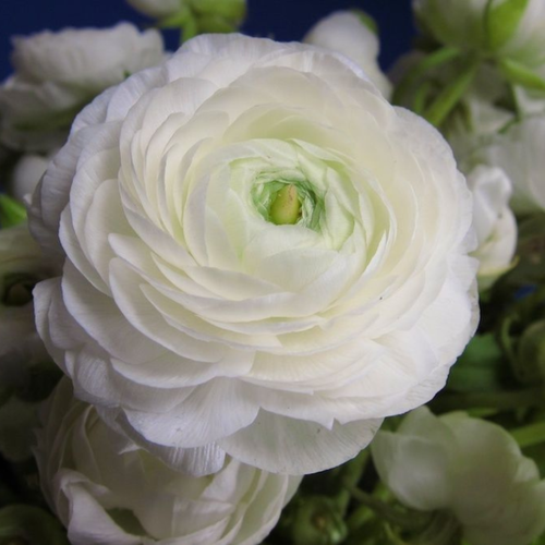   , botanica garden,  , ( 10  ),   544 