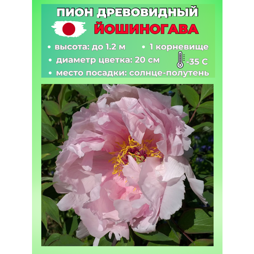 ���� ���� ����������� ����������, ������� 1 �����, ������ �� 650 ���