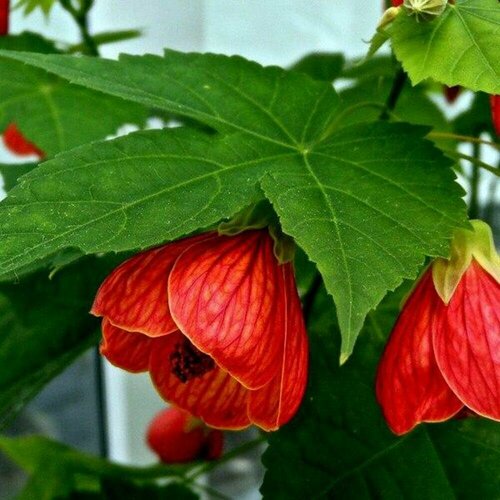 ���� ������ �������� ��������� 7 ��. (1 ��������), ������ �� 469 ���