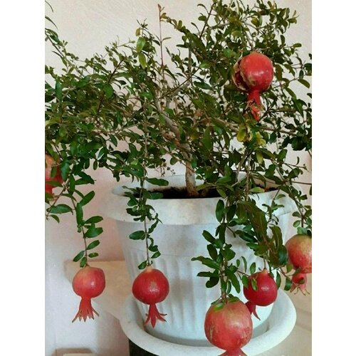 ���� ������ ���������, ������, ������ �� 372 ���