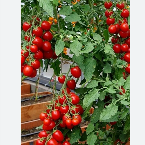 ���� ������ ������ ��������� ���� 15 ����� � ��������, ������ �� 172 ���