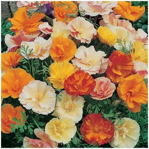  ,       , 0.03 ,   25 ,     ,   358 