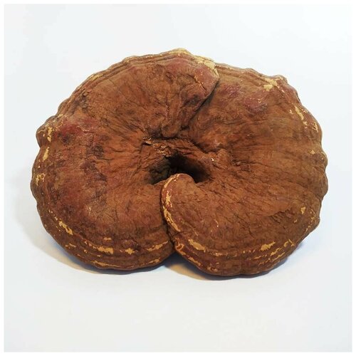 ���� ����� ���� 50 �, ������ �� 530 ���