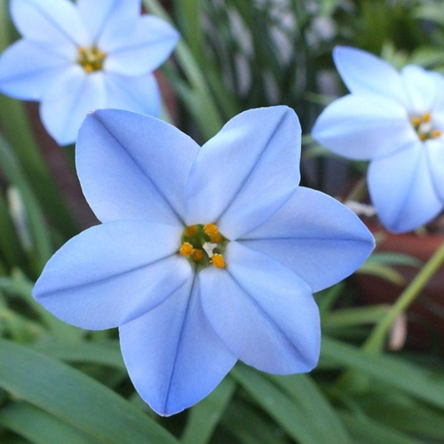 ���� �������� ������, bulbs servise, ������ ������ ��� ( 10 ���� ), ������ �� 345 ���