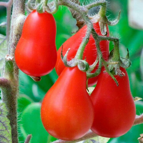 ���� ����� ����� ������� 10 �� ��� ����������� ������, ������ �� 293 ���