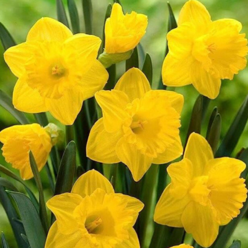    CALIFORNIA ( 3  ),   315 