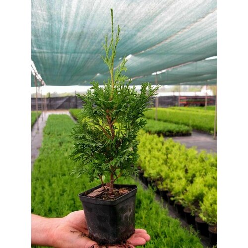      881437 0,8 H15,   349 