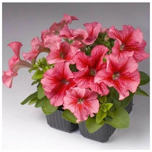 ���� ������� �������������� ���� ������ F1, ������� � ����������, ��������������� ��� ������� � ������� ������, 10 �����, ������ �� 258 ���