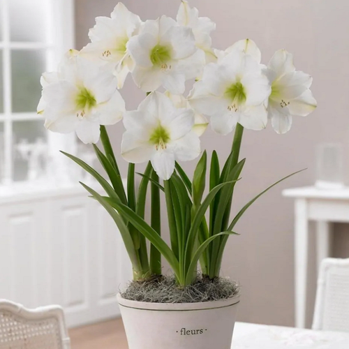 ���� ����������� �����, ������, ������ �� 433 ���