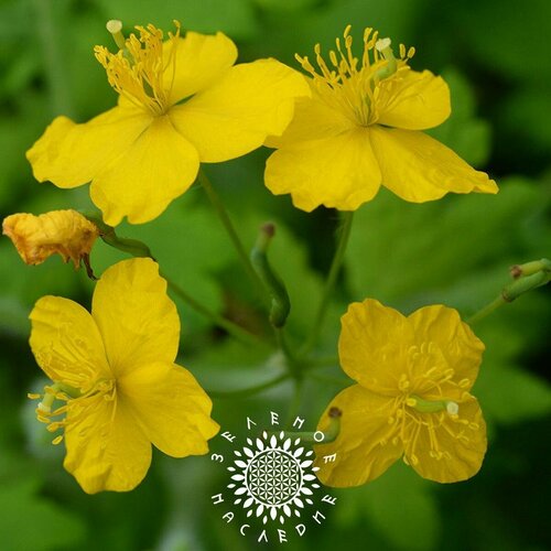 ���� ������ �������� - ��������� - ������������� (���. Chelidonium) 50��, ������ �� 345 ���