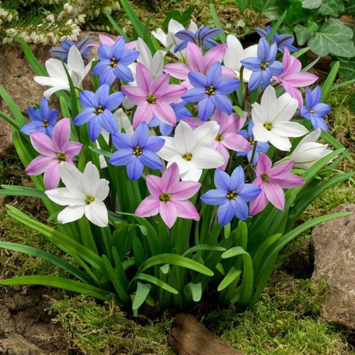 ���� �������� ������ , bulbs servise, ������ ����� ������� ( 10 ���� ), ������ �� 443 ���