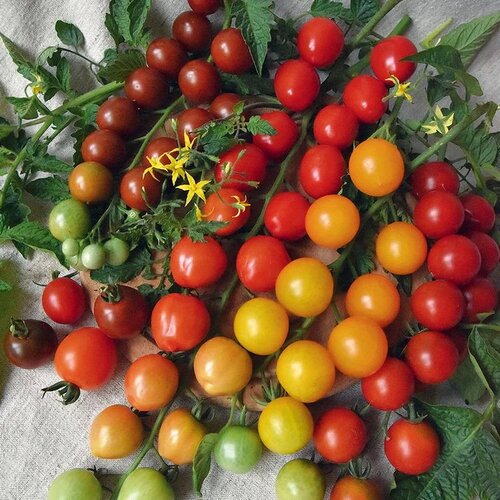 ���� ����� �����, ����� 0.1 ������ ����� ������� ������, ������ �� 40 ���