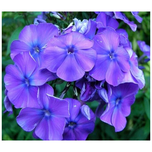 ���� ����� F1 21 ��� �����, ����� ��������� ����� � ��������������� ����������, 7 �� �����, ������ �� 316 ���