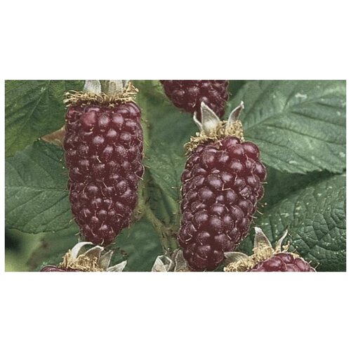 ���� ����������� ��������- ���2�� ������ 2��. �������., ������ �� 1198 ���