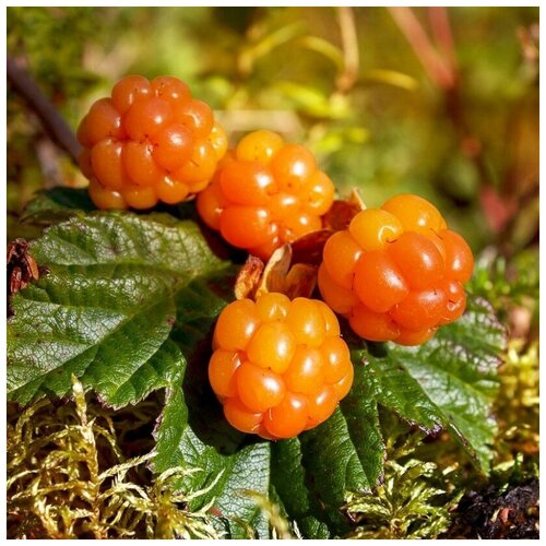 ���� ������ ������ ������� 5 ��., ������ �� 300 ���