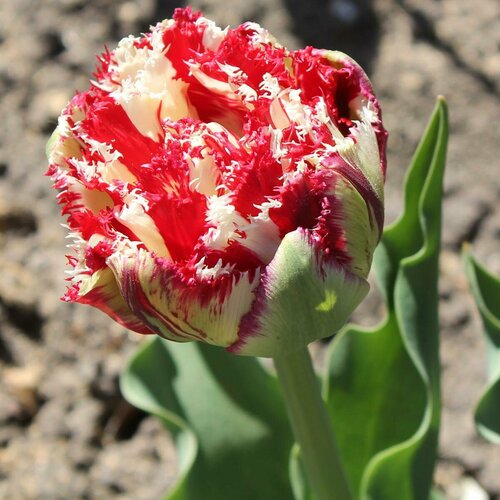 ���� �������� ������� ����������� ���� ���� 5 ��. � ��������, ������ �� 901 ���