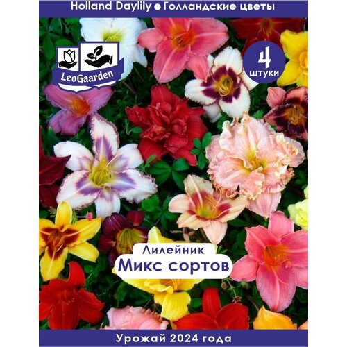 ���� �������� ���������, ���� �����, 4 �� (LeoGaarden), ������ �� 650 ���