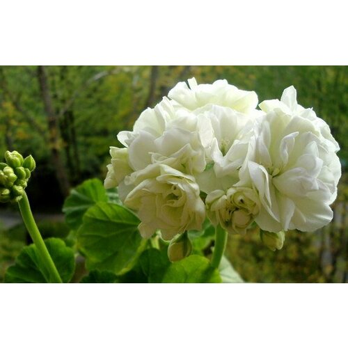 ���� ������ ���������� ���������� ��������� ��� ����� 4 �� (1 �������� (O)), ������ �� 684 ���