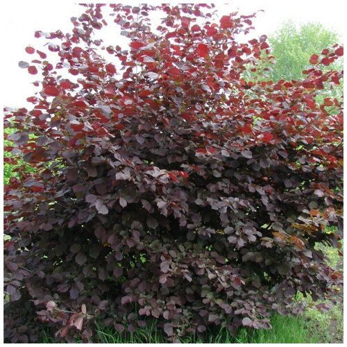 ���� ������ ������ ������ ������������� 10 ��., ������ �� 320 ���