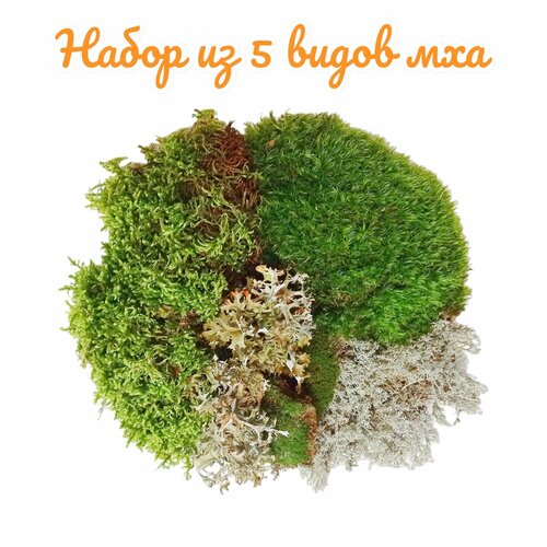 ���� ����� �� 5 ����� ���. ��� ��������, ��������, ��������, �������, �����. ����������� �����., ������ �� 1486 ���