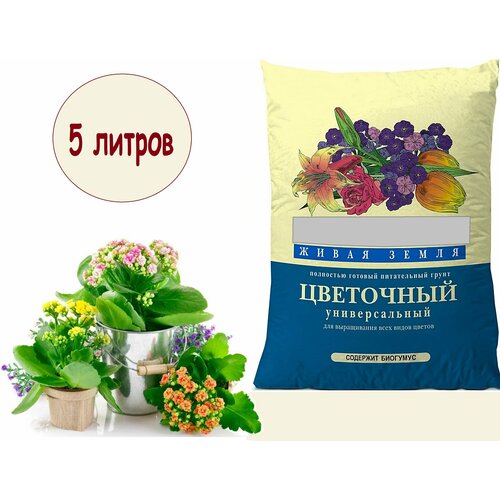 ���� ���������� ����� 5� ����� �����, ������ �� 911 ���