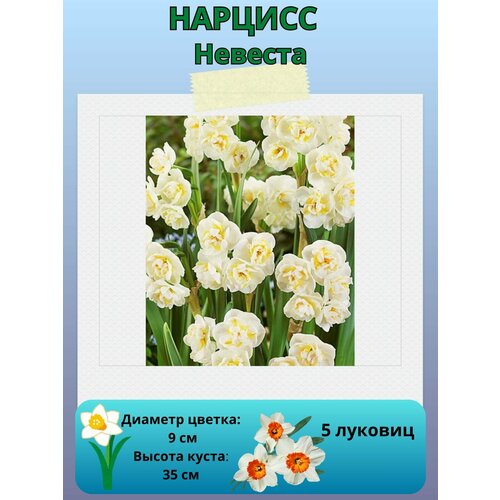 ���� ������� �������, ����������� �����, �������� ��� ������� 5 ��, ������ �� 450 ���