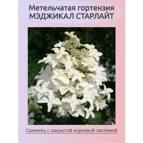 ���� ����������� ��������� �������� ��������, ������ �� 855 ���