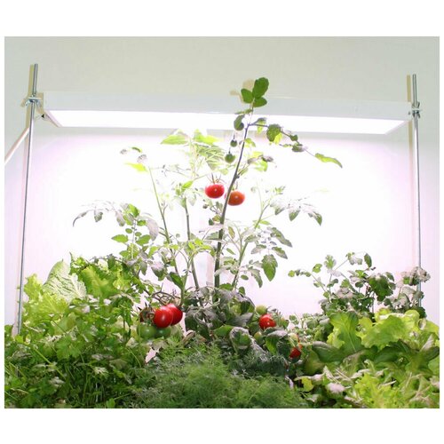 ���� �������������� ��������� ������� �-20 (������������, ����� ����), ������ �� 2500 ���