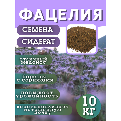 ���� ������ �������, �������, 10 ��, ������ �� 3100 ���