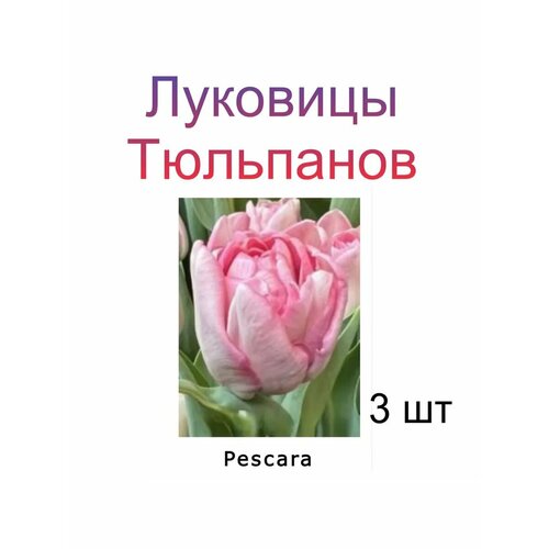 ���� �������� �������� Pescara ( 3 ��), ������ �� 245 ���