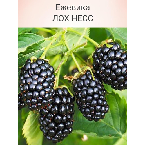 ���� ������� ��������� ��� ����, ������ �� 585 ���