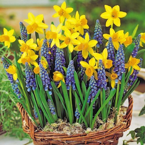 ���� �������� ������, chipollino flowers, ����� ����� 1 (15 �������), ������ �� 590 ���