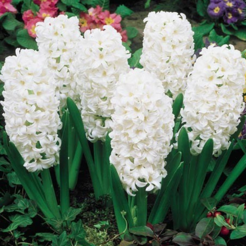 ���� �������� �������� ��������� ���� ������� ( 2 �� ), ������ �� 539 ���