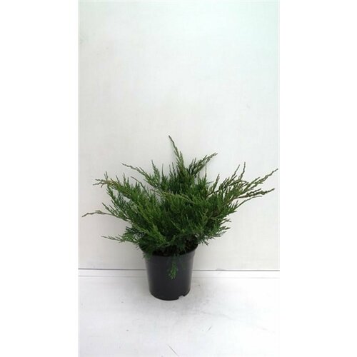 ���� ������������ ��������� 