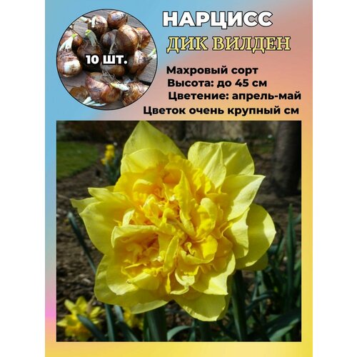 ���� ������� ��������, ����������� ���������� �����, 10 ��., ������ �� 1100 ���