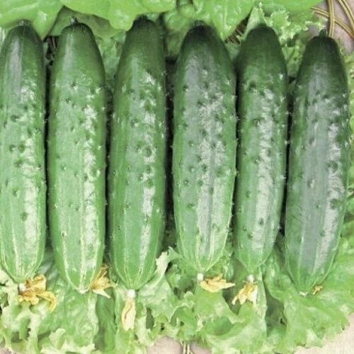     F1 10   (time),   43 