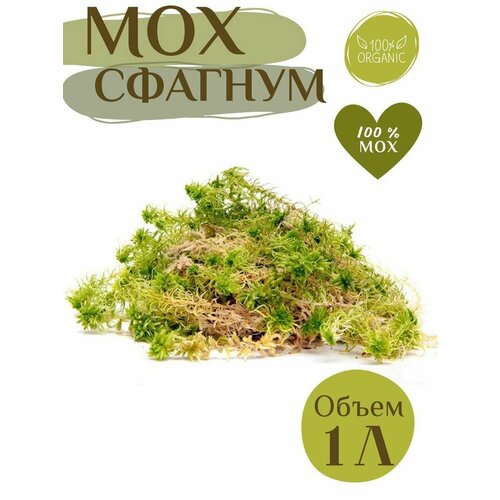 ���� ��� ������� �����, ������ �� 269 ���