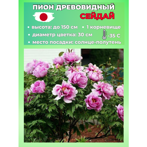 ���� ���� ����������� ������, ������� 1 �����, ������ �� 650 ���