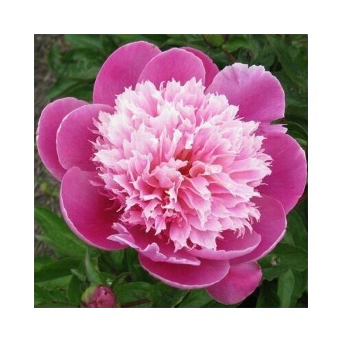 ���� ���� �������� / ������ �����, ������ �� 999 ���