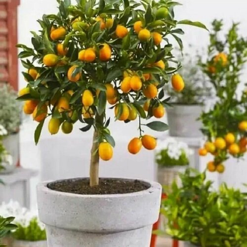  ,  , Fortunella Margarita, ,   478 