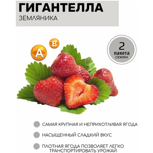 ���� ��������� (��������) ���������� 2 ������ �� 10�� �����, ������ �� 310 ���