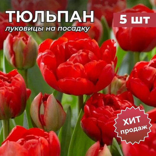 ���� �������� �������� �� ������� 